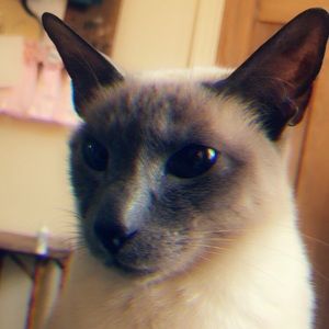 Meet your Posher, Kate